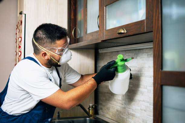 Wasp Removal Services in Little Silver, NJ